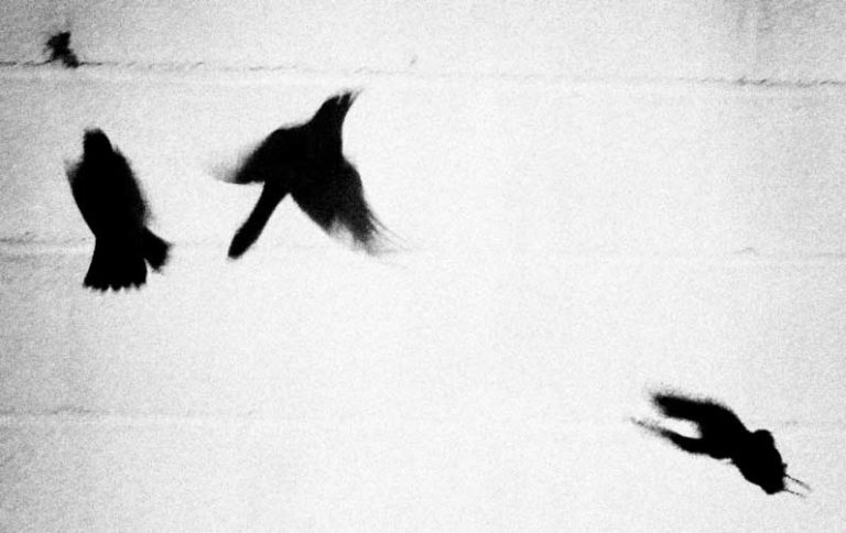 'Grackles', photograph by artist and creative Jamie Berry